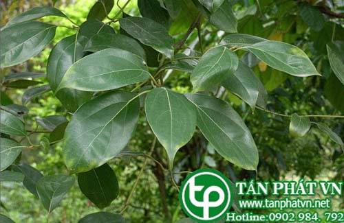 Cây quế bạc dùng như Long não