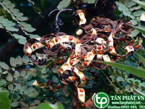 Cây ràng ràng giúp cầm máu Cây ràng ràng giúp cầm máu