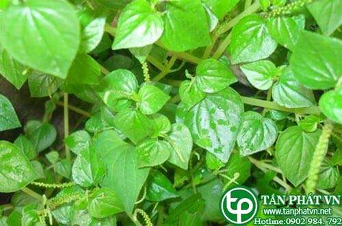Rau càng cua dùng đắp trị sốt rét, đau đầu Rau càng cua dùng đắp trị sốt rét, đau đầu