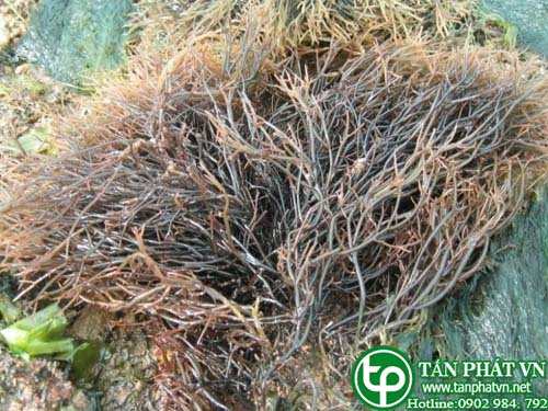 Cây rau câu chỉ vàng giúp nhuận tràng Cây rau câu chỉ vàng giúp nhuận tràng
