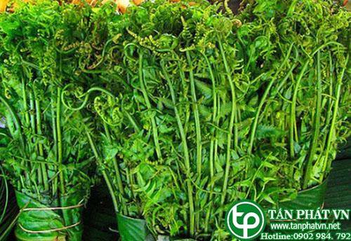 Rau dớn có giá trị dinh dưỡng cao