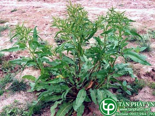 Rau lưỡi bò dùng để ăn và chế rượu Rau lưỡi bò dùng để ăn và chế rượu