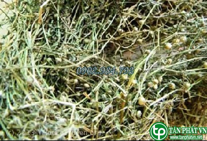 Hình ảnh bạch hoa xà thiệt thảo của tấn phát gò vấp