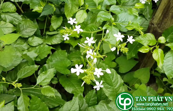 Phân biệt bạch hoa xà và bạch hoa xà thiệt thảo Phân biệt bạch hoa xà và bạch hoa xà thiệt thảo