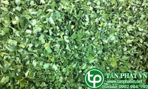 Phân phối sỉ lẻ lá chùm ngây chất lượng Phân phối sỉ lẻ lá chùm ngây chất lượng