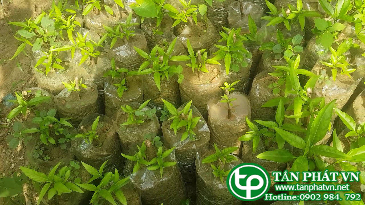 Cây hoàn ngọc giống chất lượng giá tốt tấn phát gò vấp Cây hoàn ngọc giống chất lượng giá tốt tấn phát gò vấp