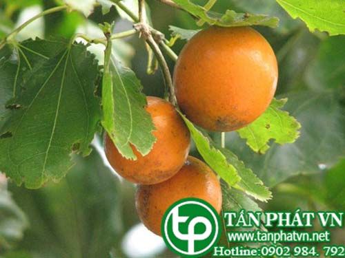 Mã tiền chữa tiêu hóa kém, bại liệt, suy nhược thần kinh, đái dầm Mã tiền chữa tiêu hóa kém, bại liệt, suy nhược thần kinh, đái dầm