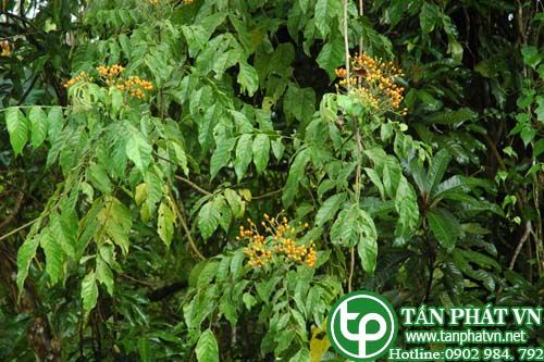 Mắt trâu nhỏ trị ghẻ, vàng da, ngộ độc thức ăn Mắt trâu nhỏ trị ghẻ, vàng da, ngộ độc thức ăn
