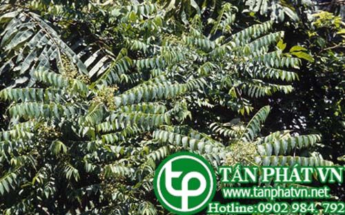 Mắt trâu trị ghẻ, làm dịu vết muỗi đốt Mắt trâu trị ghẻ, làm dịu vết muỗi đốt