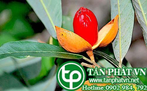Máu chó chữa lở ngứa, hắc lào, ghẻ