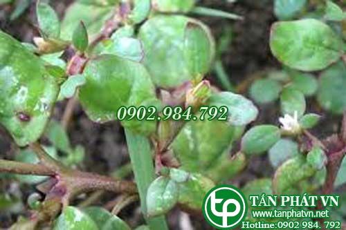 Sam biển trị viêm màng bụng, thận