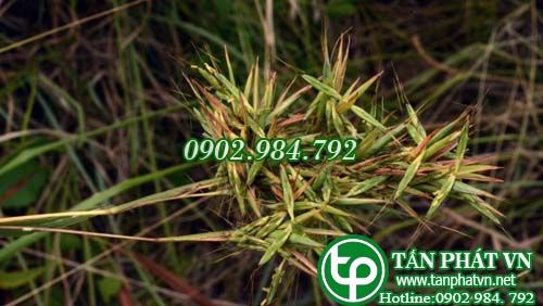 Sả lam chữa bệnh liệt dương Sả lam chữa bệnh liệt dương