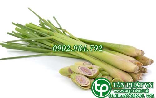 Sả trị đau dạ dày, đòn ngã tổn thương
