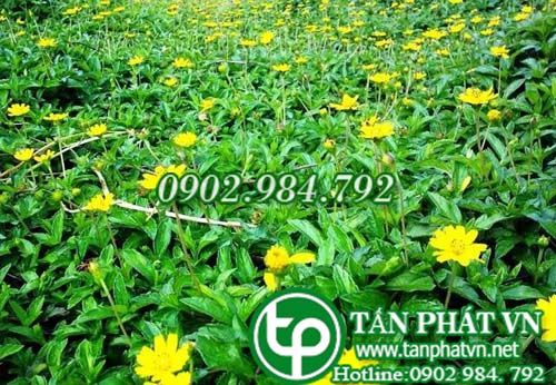 Sài đất thanh nhiệt, giải độc, tiêu viêm