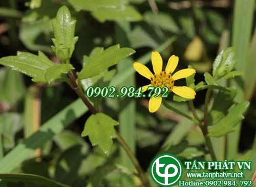 Sài gục trị ho lâu ngày, ho ra máu