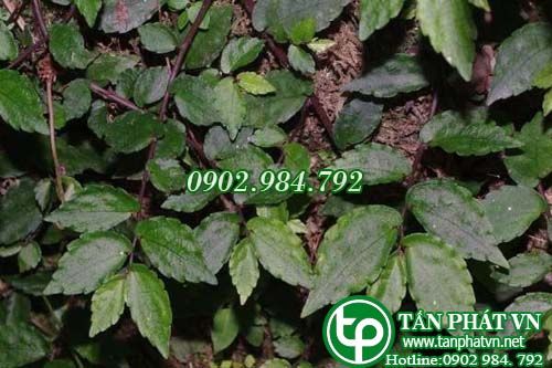 Sam đá bò trị đòn ngã tổn thương, máu ứ bầm tím, đau răng