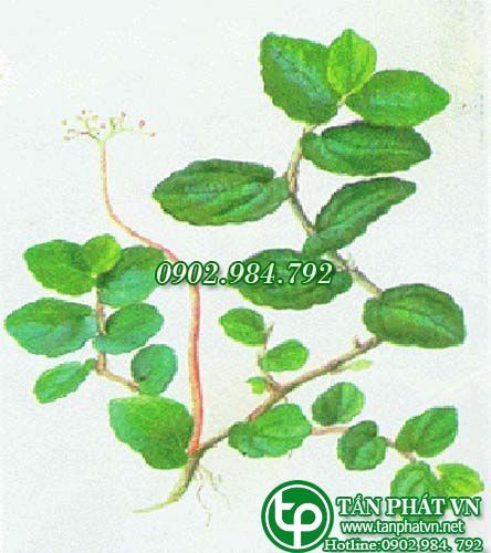 Sam đá chữa viêm gan cấp tính, thần kinh suy nhược, viêm da dị ứng Sam đá chữa viêm gan cấp tính, thần kinh suy nhược, viêm da dị ứng