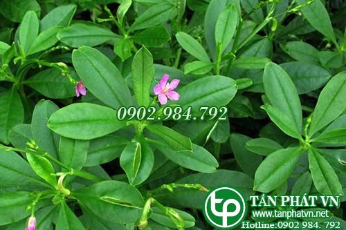 Sâm đất chữa hen suyễn, đau dạ dày, phù thũng, thiếu máu Sâm đất chữa hen suyễn, đau dạ dày, phù thũng, thiếu máu