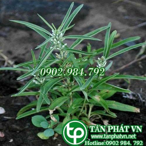 Sam hoa nách chữa bệnh phù thũng, thấp khớp, loét ruột
