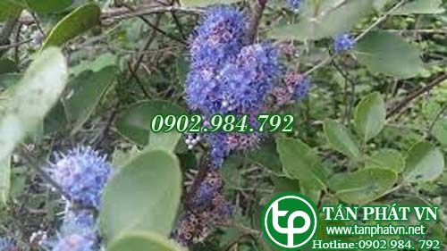 Sầm chứa sốt, sốt rét, đau mắt Sầm chứa sốt, sốt rét, đau mắt