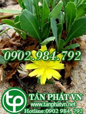 Sa sâm nam làm thuốc trị tạng bạch huyết