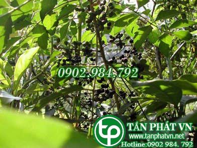 Sầu đâu cứt chuột trị lỵ,amip, sốt rét, trĩ Sầu đâu cứt chuột trị lỵ,amip, sốt rét, trĩ