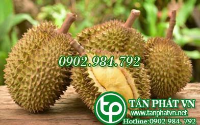 Sầu riêng chữa đầy bụng, khó tiêu hoá và chữa ho lao Sầu riêng chữa đầy bụng, khó tiêu hoá và chữa ho lao