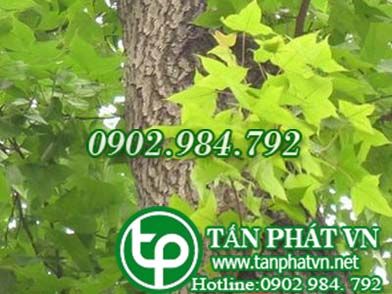 Sau sau chữa viêm ruột, lỵ, đau vùng thượng vị