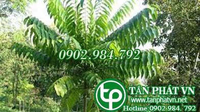 Sấu xoài chữa sâu răng, đau răng Sấu xoài chữa sâu răng, đau răng