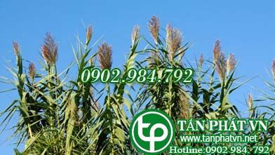 Sậy núi trị phế nhiệt thổ huyết, nhiệt lăm, đau răng, váng đầu Sậy núi trị phế nhiệt thổ huyết, nhiệt lăm, đau răng, váng đầu