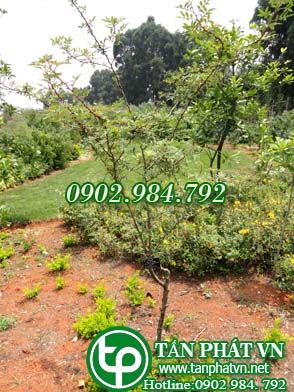 Sẻn chữa đau dạ dày, phong thấp đau nhức khớp xương Sẻn chữa đau dạ dày, phong thấp đau nhức khớp xương