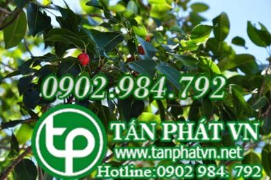 Sến cát trị bệnh ngoài da, viêm lợi, sốt Sến cát trị bệnh ngoài da, viêm lợi, sốt