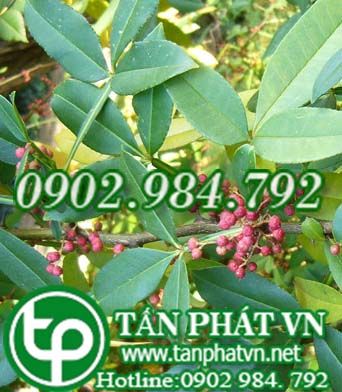 Sẻn gai trị đòn ngã sưng đau, ung thũng sang độc