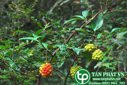 Ngũ vị tử nam trị viêm dạ dày mạn tính, loét dạ dày, liệt dương Ngũ vị tử nam trị viêm dạ dày mạn tính, loét dạ dày, liệt dương