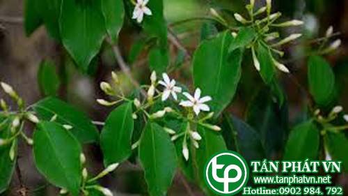 Nhài dây giúp hạ sốt Nhài dây giúp hạ sốt