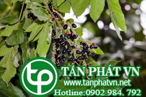 Nhãn dê giúp an thần, làm dịu các cơn mất ngủ