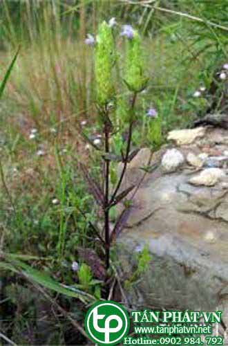 Nhân trần nhiều lá bắc giúp thanh nhiệt