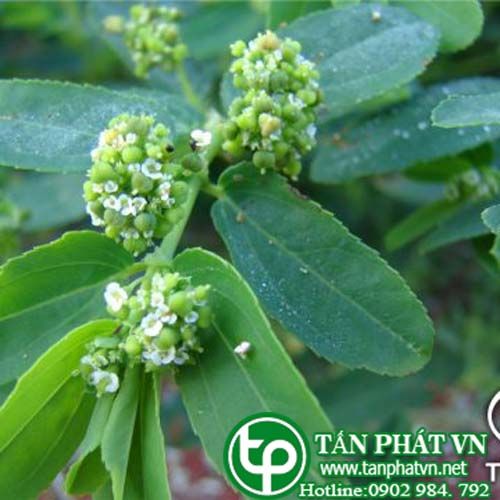 Nhàu lông mềm chữa đau lưng, tê thấp, lỵ