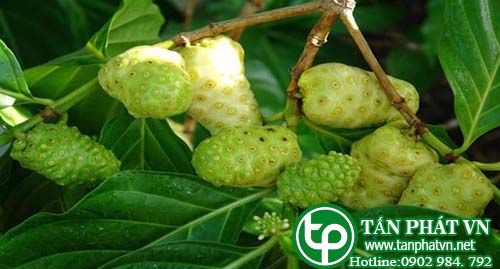 Nhàu trị đau lưng, nhức mỏi chân tay, huyết áp cao Nhàu trị đau lưng, nhức mỏi chân tay, huyết áp cao