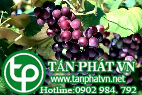 Nho trị đau lưng, mỏi gối, nôn ọe Nho trị đau lưng, mỏi gối, nôn ọe