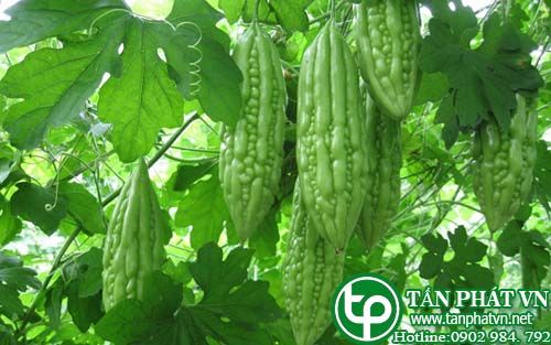 Mướp đắng chứa hoa, viêm họng, đau dạ dày,nhọt độc Mướp đắng chứa hoa, viêm họng, đau dạ dày,nhọt độc