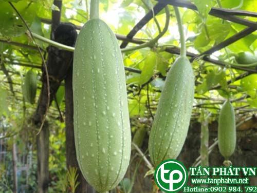 Mướp hổ trị bệnh vàng da, trĩ rò, ghẻ lở Mướp hổ trị bệnh vàng da, trĩ rò, ghẻ lở