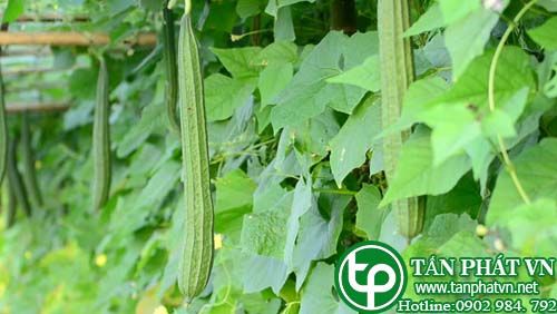 Mướp khía trị ho gà, bế kinh, viêm tuyến sữa, thủy thũng