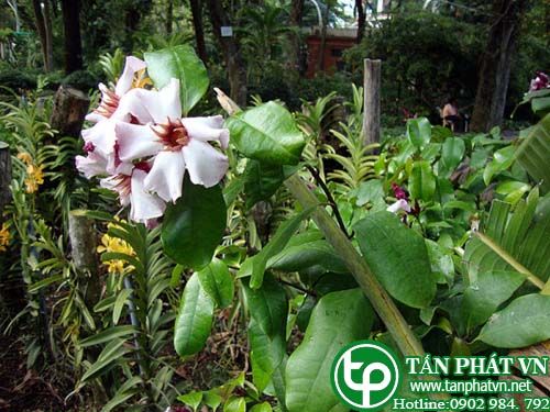 Mỵ ê làm thuốc trợ tim Mỵ ê làm thuốc trợ tim