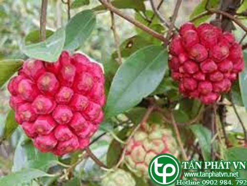 Na rừng trị thấp đau xương, viêm ruột mạn tính, viêm dạ dày ruột cấp Na rừng trị thấp đau xương, viêm ruột mạn tính, viêm dạ dày ruột cấp