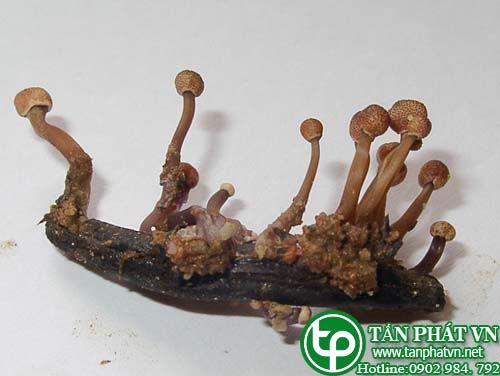 Nấm cựa gà thường dụng trong khoa sản Nấm cựa gà thường dụng trong khoa sản