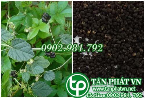 Phá cố chỉ trị đau lưng, đái dắt, ỉa chảy Phá cố chỉ trị đau lưng, đái dắt, ỉa chảy