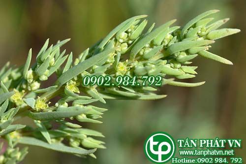 Phi diệp biển giúp nhuận tràng, lợi tiểu, chống scorbut Phi diệp biển giúp nhuận tràng, lợi tiểu, chống scorbut