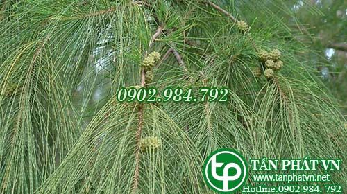Phi lao chữa ỉa chảy, lỵ, đau dạ dày, điều kinh, thai nghén Phi lao chữa ỉa chảy, lỵ, đau dạ dày, điều kinh, thai nghén