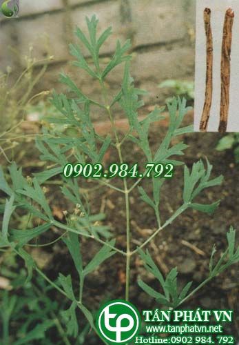 Phòng phong trị đau tê thấp, đau dạ dày, loét dạ hàng tá tràng Phòng phong trị đau tê thấp, đau dạ dày, loét dạ hàng tá tràng